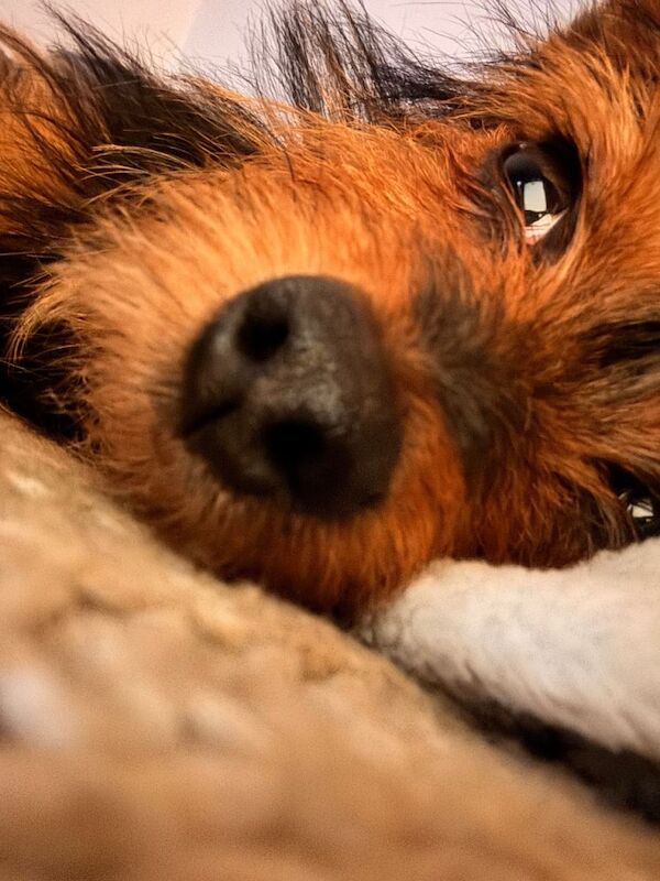 Millie looking for her forever home - Image 2 of 5
