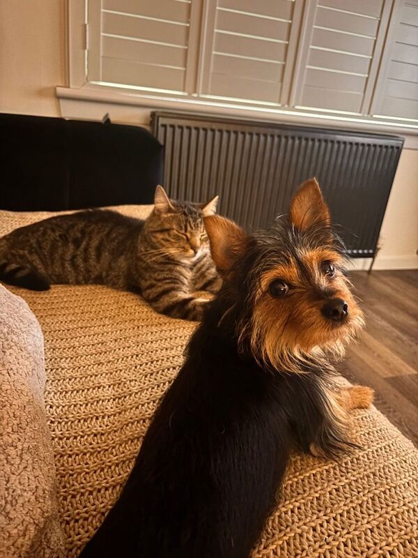 Millie looking for her forever home - Image 3 of 5
