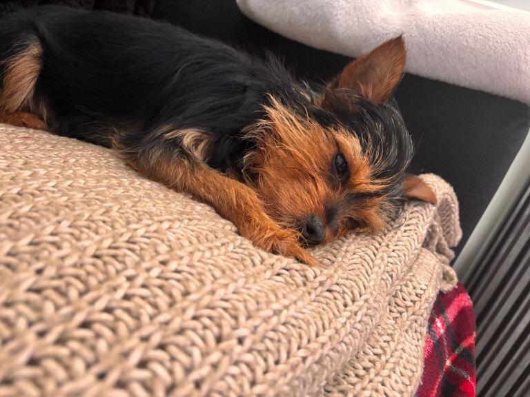 Millie looking for her forever home - Image 5 of 5