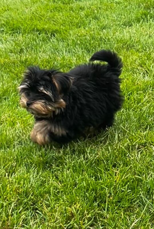 Min toy yorkie - Image 2 of 2
