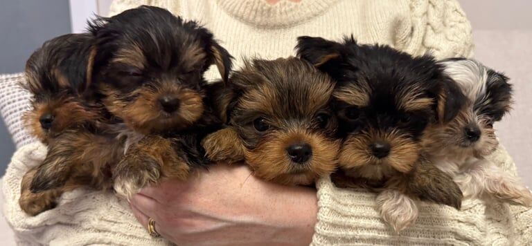 Yorkshire Terrier puppies for sale in Lisburn, County Down – 5 months old - Image 2 of 3