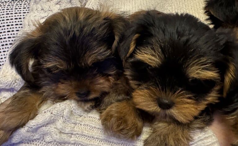 Yorkshire Terrier puppies for sale in Lisburn, County Down – 5 months old - Image 3 of 3