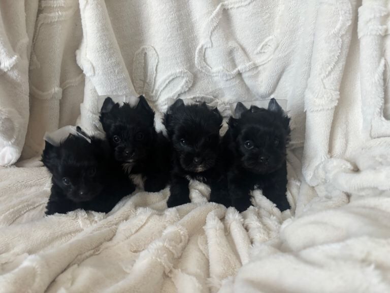 Yorkshire Terrier puppies for sale in Watford, Hertfordshire β KC registered, 7 weeks old - Image 2 of 4