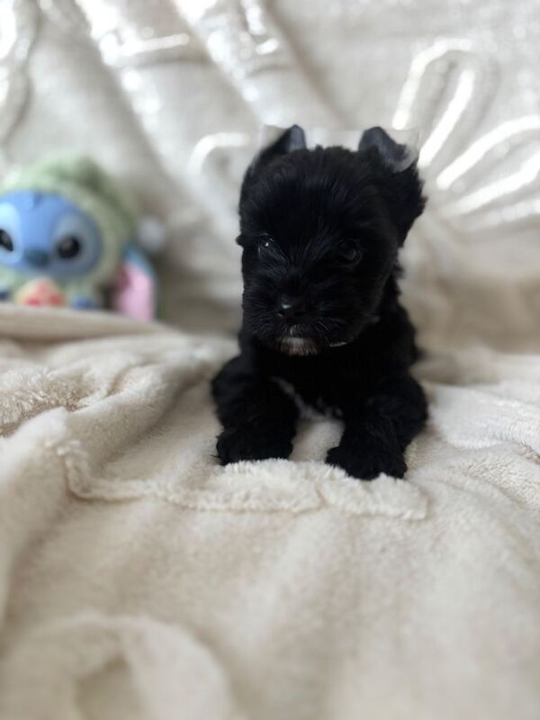 Yorkshire Terrier puppies for sale in Watford, Hertfordshire β KC registered, 7 weeks old - Image 4 of 4