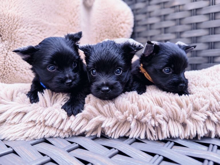 Mini Black Yorkshire Terrier puppies