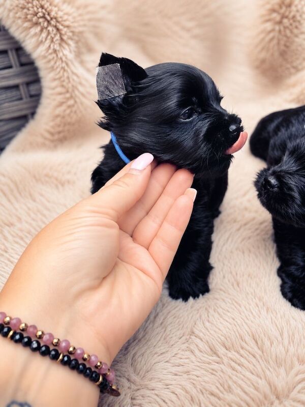 Mini Black Yorkshire Terrier puppies - Image 2 of 5