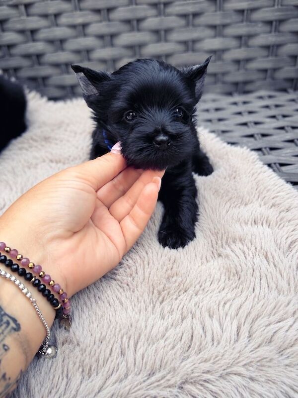 Mini Black Yorkshire Terrier puppies - Image 4 of 5