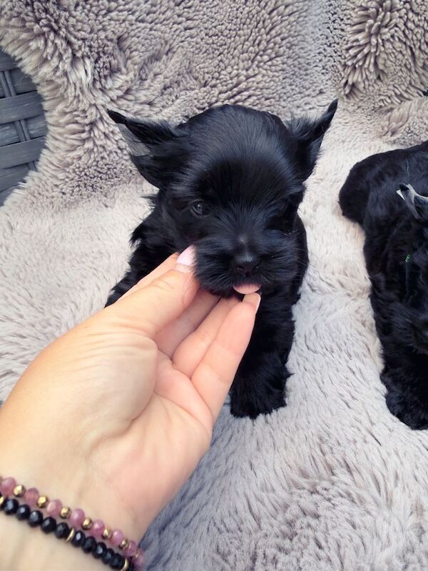 Mini Black Yorkshire Terrier puppies - Image 5 of 5
