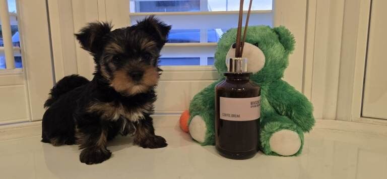 Mini size Yorkshire terrier dog