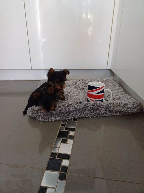 Mini size Yorkshire terrier dog - Image 2 of 4