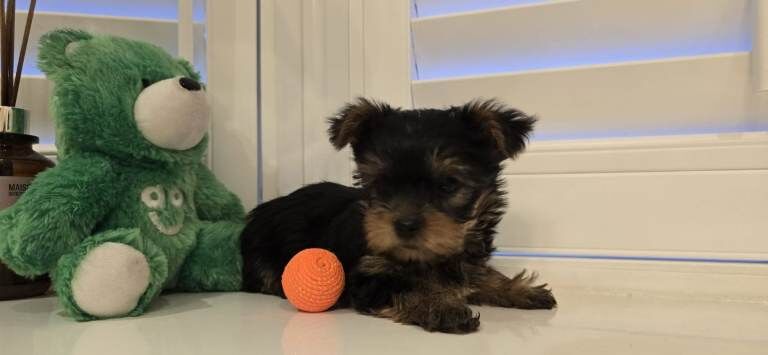 Mini size Yorkshire terrier dog - Image 3 of 4