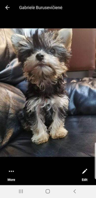 Mini size Yorkshire terrier dog - Image 4 of 4