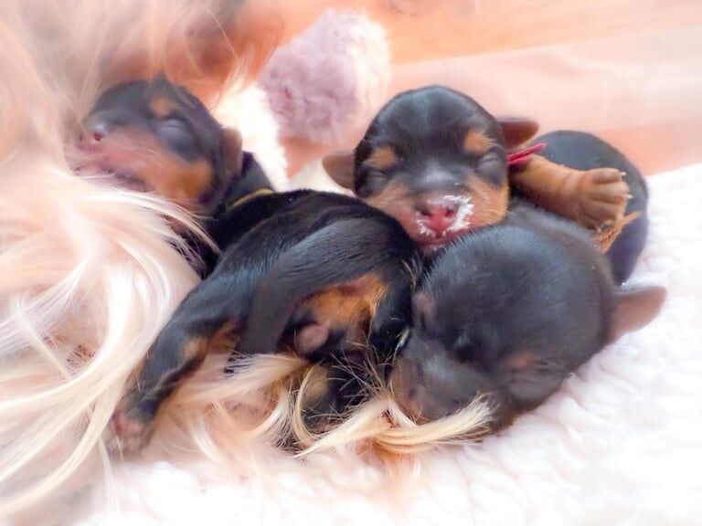 Yorkshire Terrier puppies for sale in Aylesbury, Buckinghamshire – 5 weeks old - Image 2 of 3
