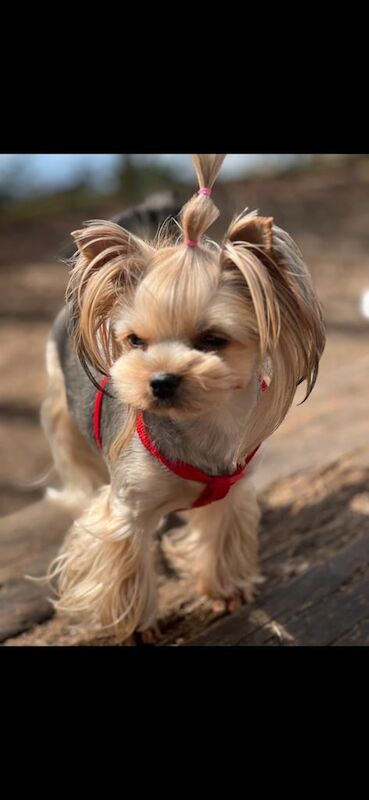 Yorkshire Terrier puppies for sale in Aylesbury, Buckinghamshire – 5 weeks old - Image 3 of 3