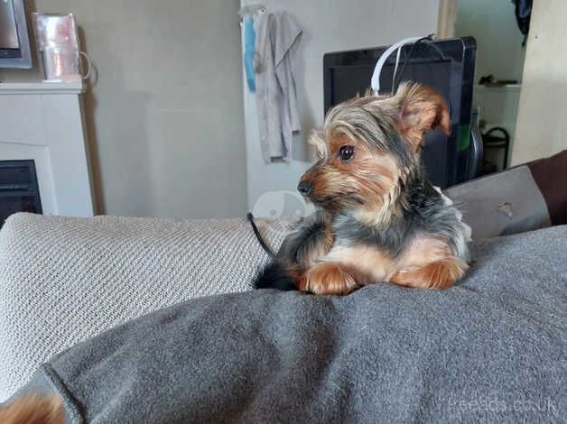 Mini teacup yorkie terrier 2 years old. for sale in Leeds, West Yorkshire