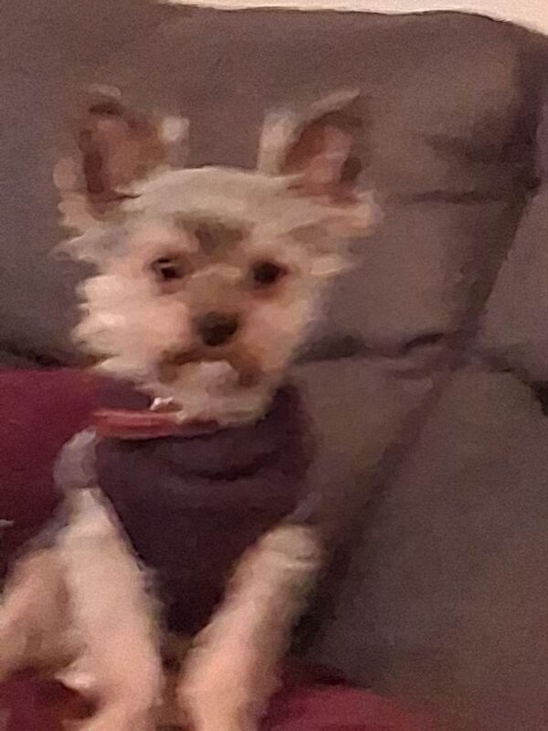 Yorkshire Terrier puppies for sale in Newtownards, County Down – 5 months old - Image 3 of 5