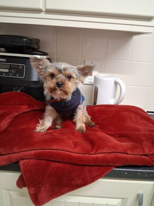 Yorkshire Terrier puppies for sale in Newtownards, County Down – 5 months old - Image 4 of 5