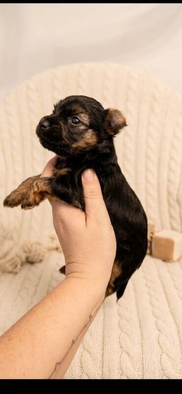 Mini yorkie - Image 2 of 4