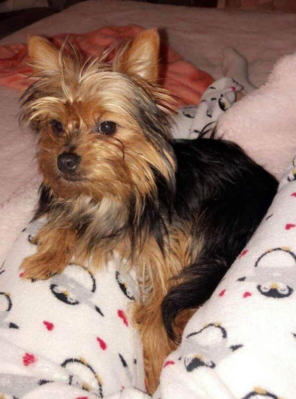 Mini yorkie - Image 3 of 4