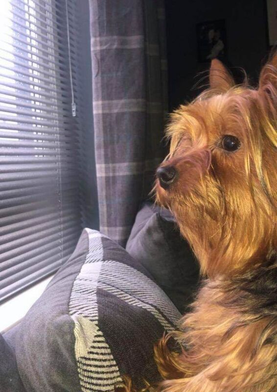 Mini yorkie - Image 4 of 4