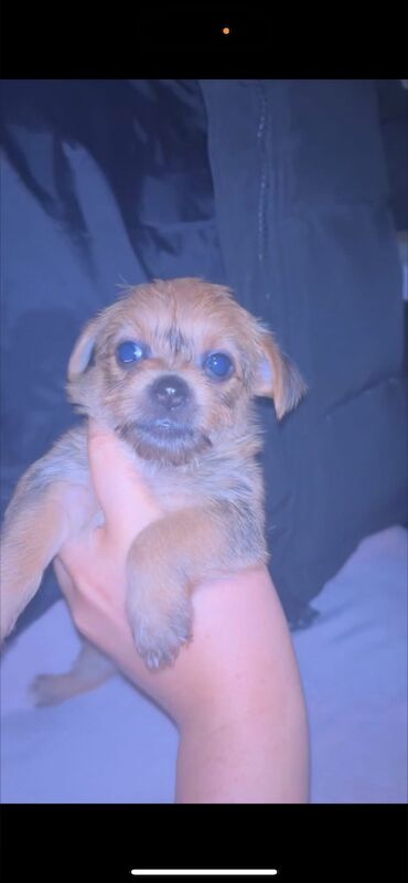 Yorkshire Terrier puppies for sale in Hemel Hempstead, Hertfordshire – 7 weeks old