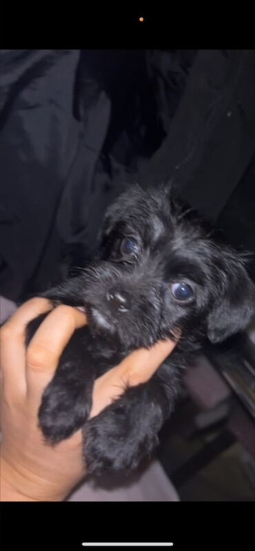 Yorkshire Terrier puppies for sale in Hemel Hempstead, Hertfordshire – 8 weeks old - Image 2 of 3