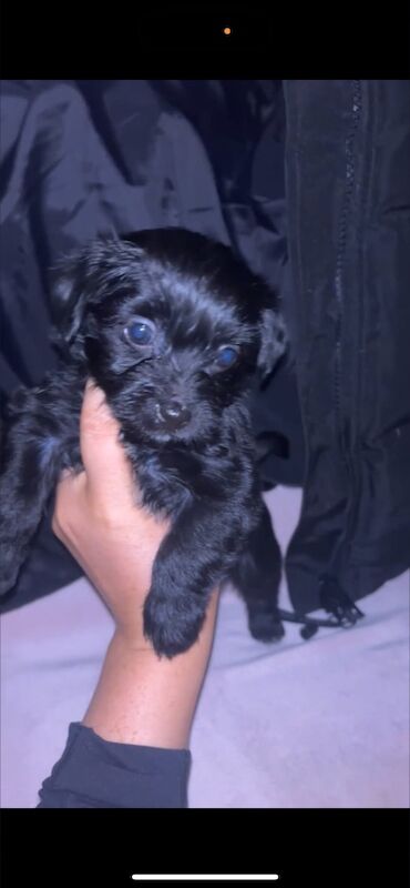 Yorkshire Terrier puppies for sale in Hemel Hempstead, Hertfordshire – 8 weeks old - Image 3 of 3