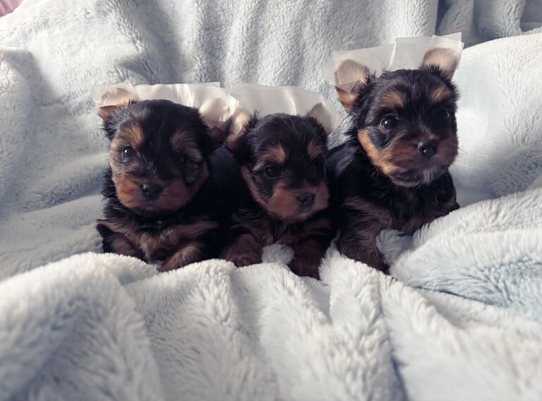 Mini Yorkshire terrier 3 girls available for sale in Watford, Hertfordshire