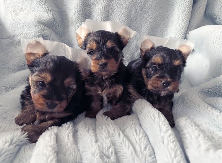 Mini Yorkshire terrier 3 girls available for sale in Watford, Hertfordshire | Image 2