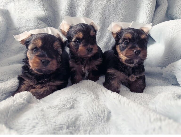 Mini Yorkshire terrier 3 girls available for sale in Watford, Hertfordshire | Image 3