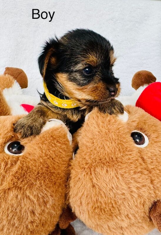 🐾Mini Yorkshire Terrier 🐾3Boys left🐾 for sale in Skelmersdale, Lancashire