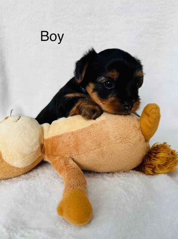 🐾Mini Yorkshire Terrier 🐾3Boys left🐾 for sale in Skelmersdale, Lancashire | Image 2