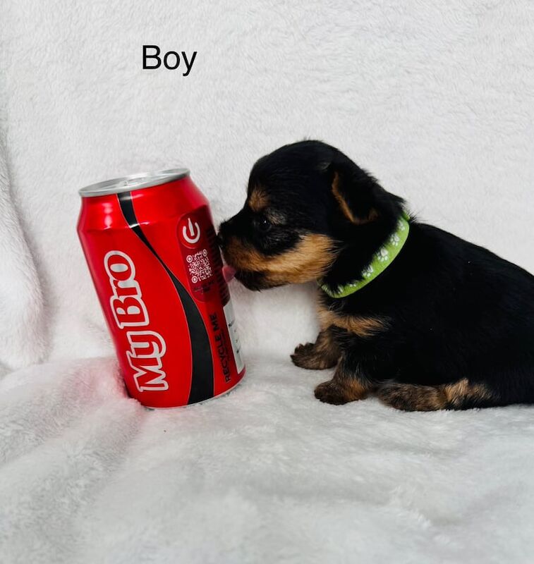 🐾Mini Yorkshire Terrier 🐾3Boys left🐾 for sale in Skelmersdale, Lancashire | Image 3