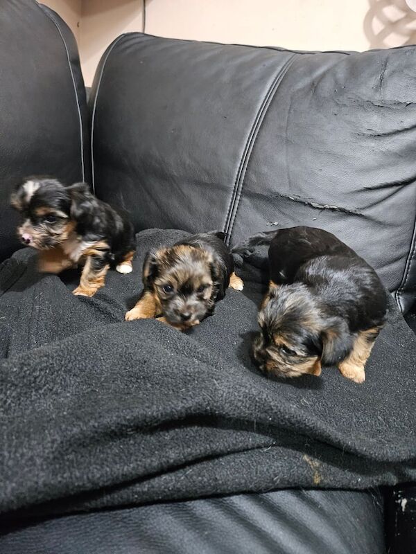 Mini Yorkshire terrier for sale in Thetford, Norfolk