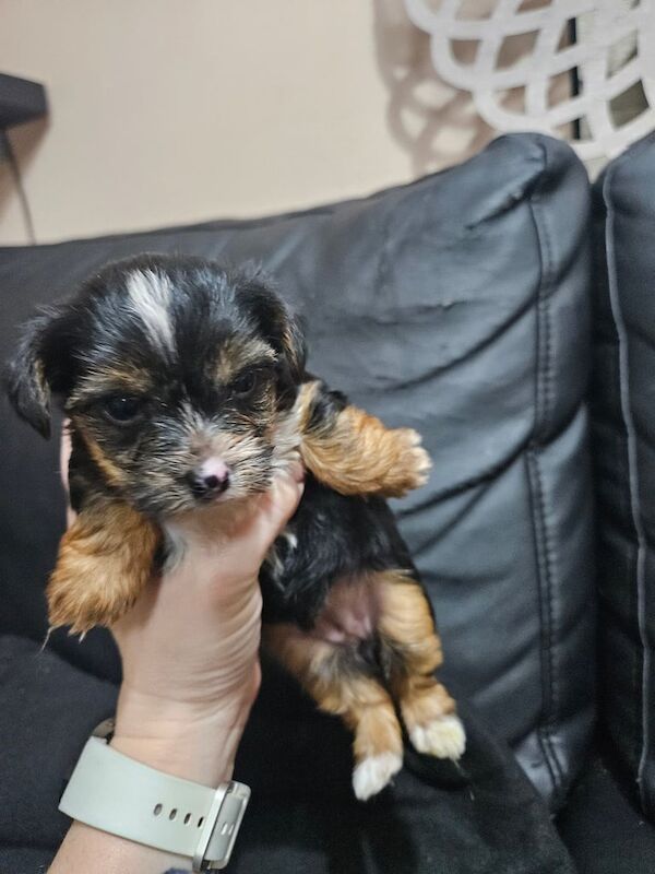 Mini Yorkshire terrier for sale in Thetford, Norfolk - Image 2