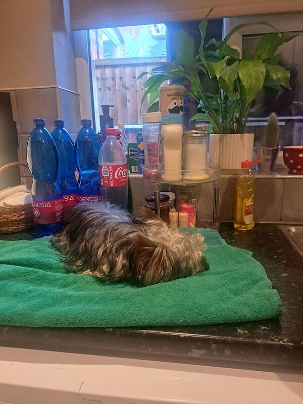 Mini Yorkshire terrier - Image 1 of 3