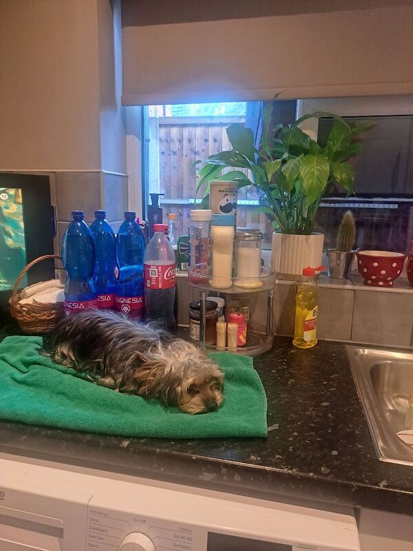 Mini Yorkshire terrier - Image 2 of 3