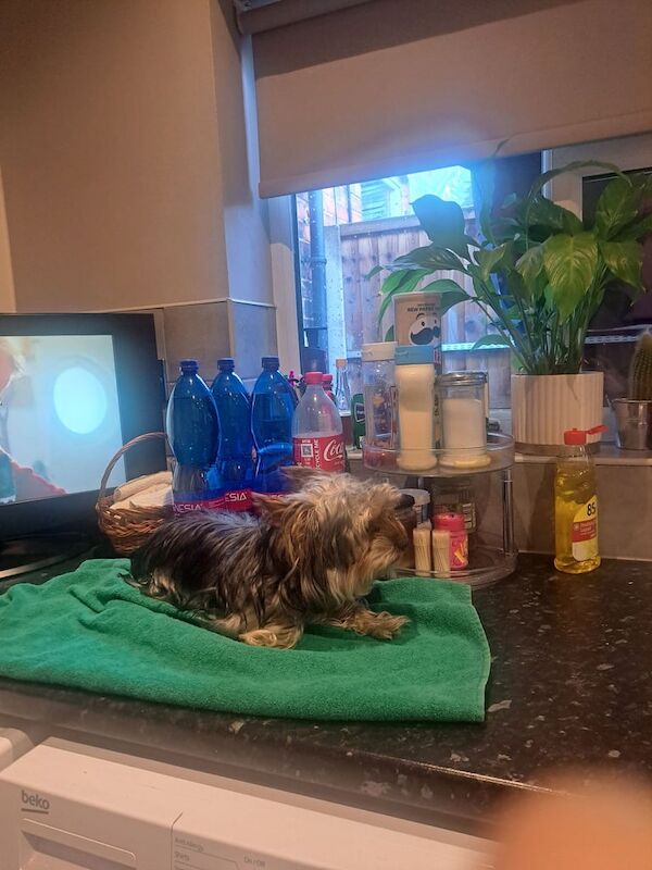 Mini Yorkshire terrier for sale in Bilston, West Midlands - Image 3