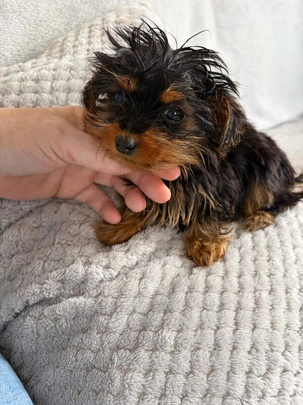 Yorkshire Terrier puppies for sale in Houghton-le-Spring, Tyne And Wear – 10 weeks old