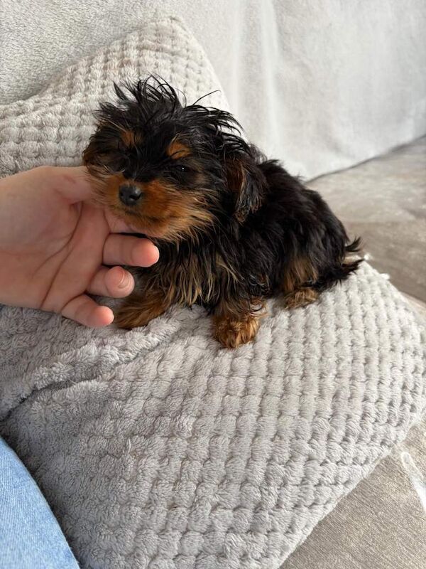 Mini Yorkshire terrier - Image 2 of 3