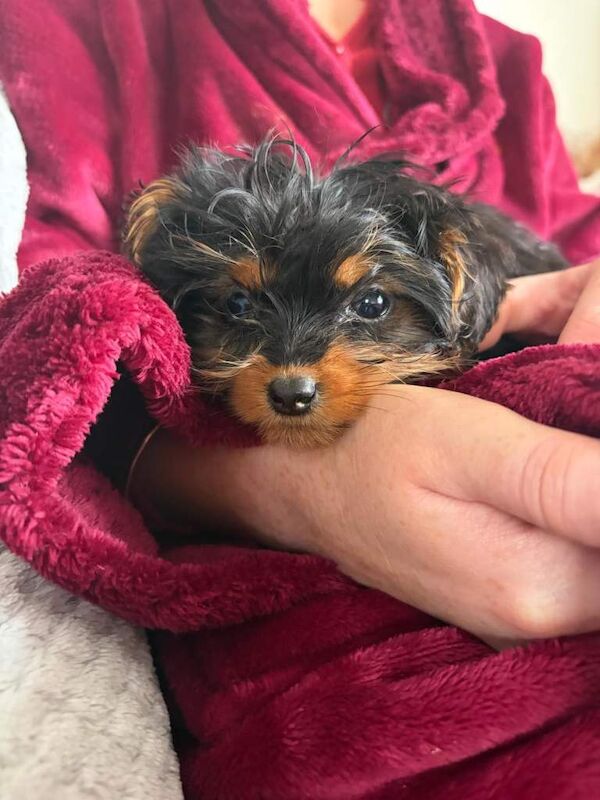 Mini Yorkshire terrier - Image 3 of 3