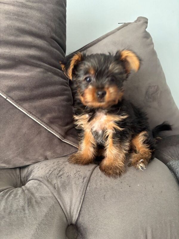 Yorkie Puppies For Sale