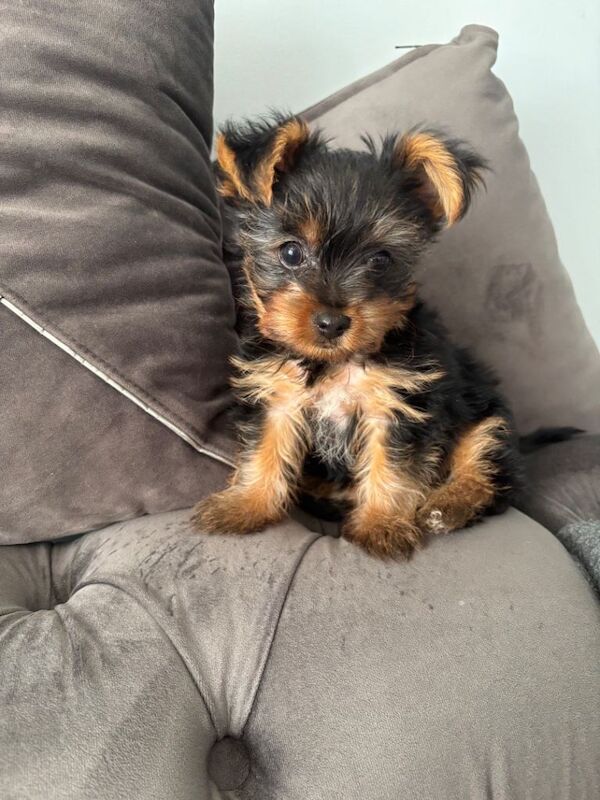 Mini Yorkshire Terrier - Image 2 of 4