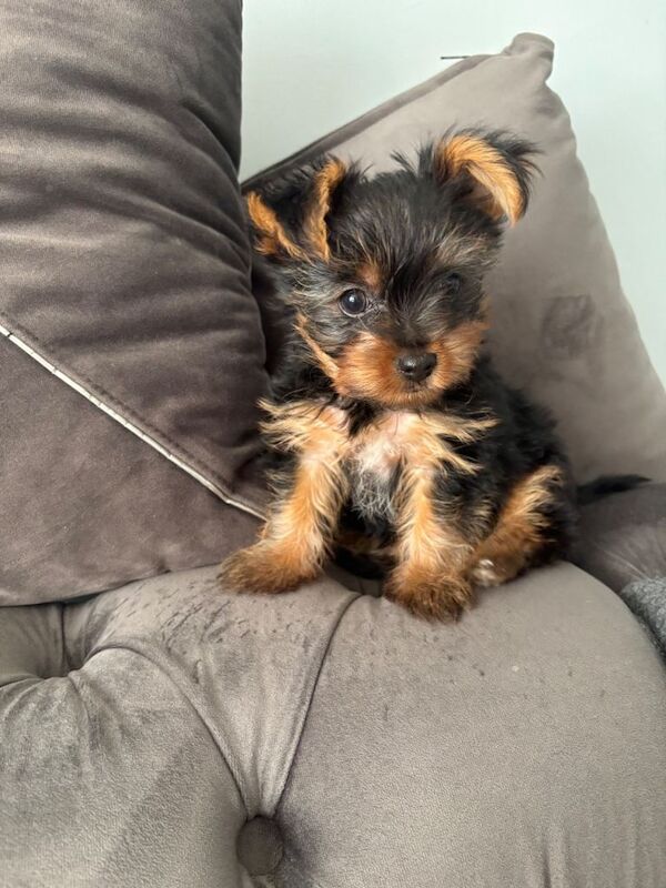 Mini Yorkshire Terrier - Image 3 of 4