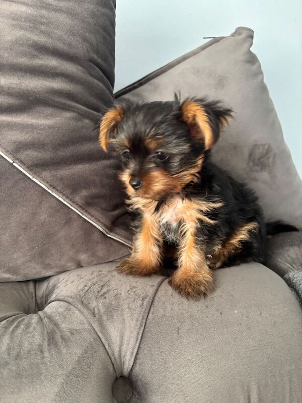 Mini Yorkshire Terrier - Image 4 of 4