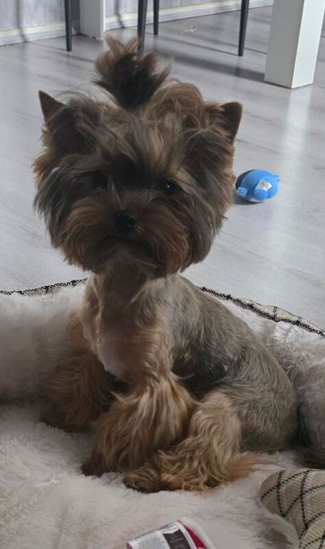 Mini Yorkshire terrier boy - Image 2 of 4