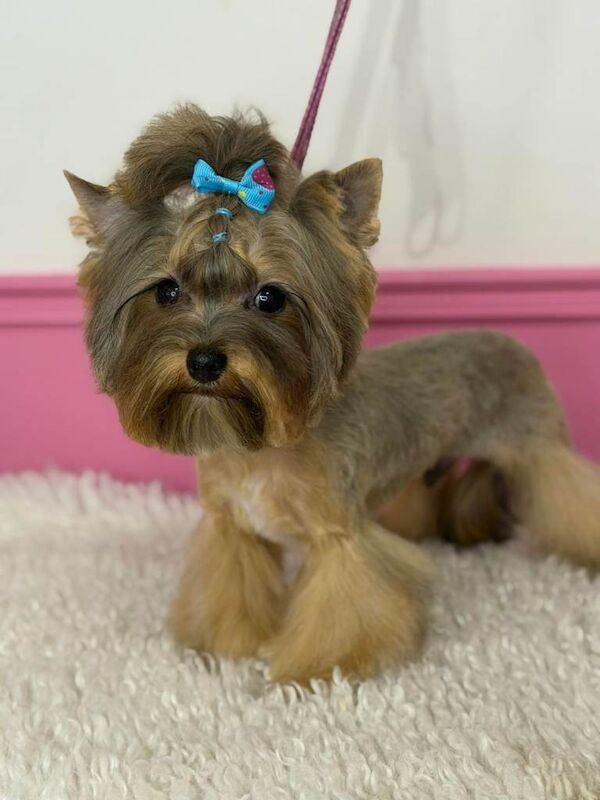 Mini Yorkshire terrier boy - Image 3 of 4