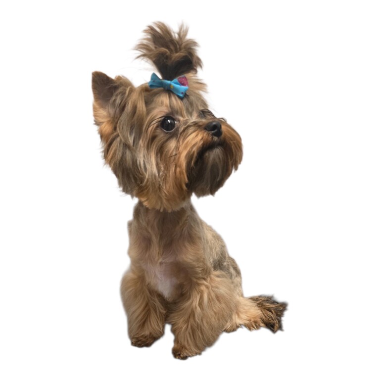 Mini Yorkshire terrier boy - Image 4 of 4