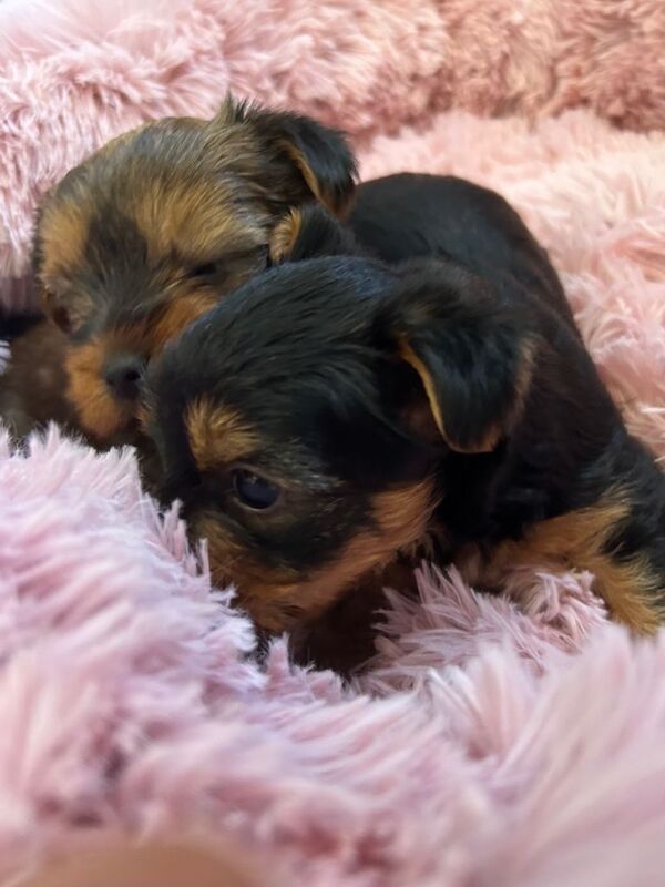 Yorkie Puppies For Sale