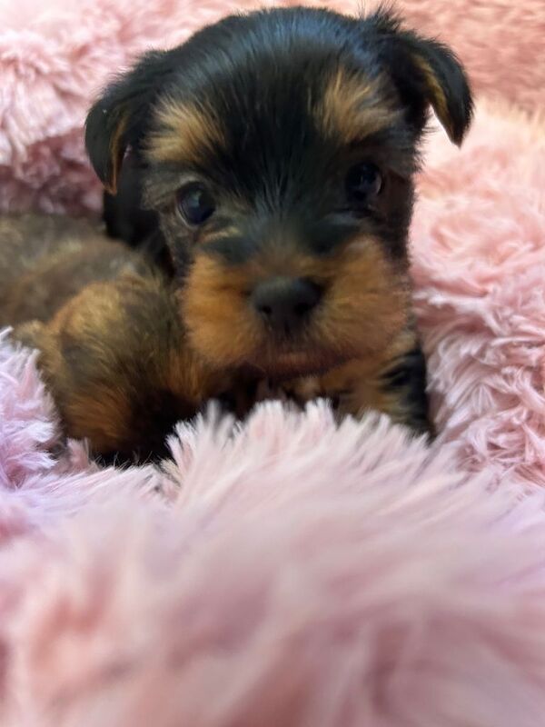 Mini Yorkshire terrier ,females - Image 2 of 4